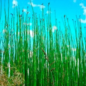 Equisetum-neue-triebe-im-Frühjahr.jpg